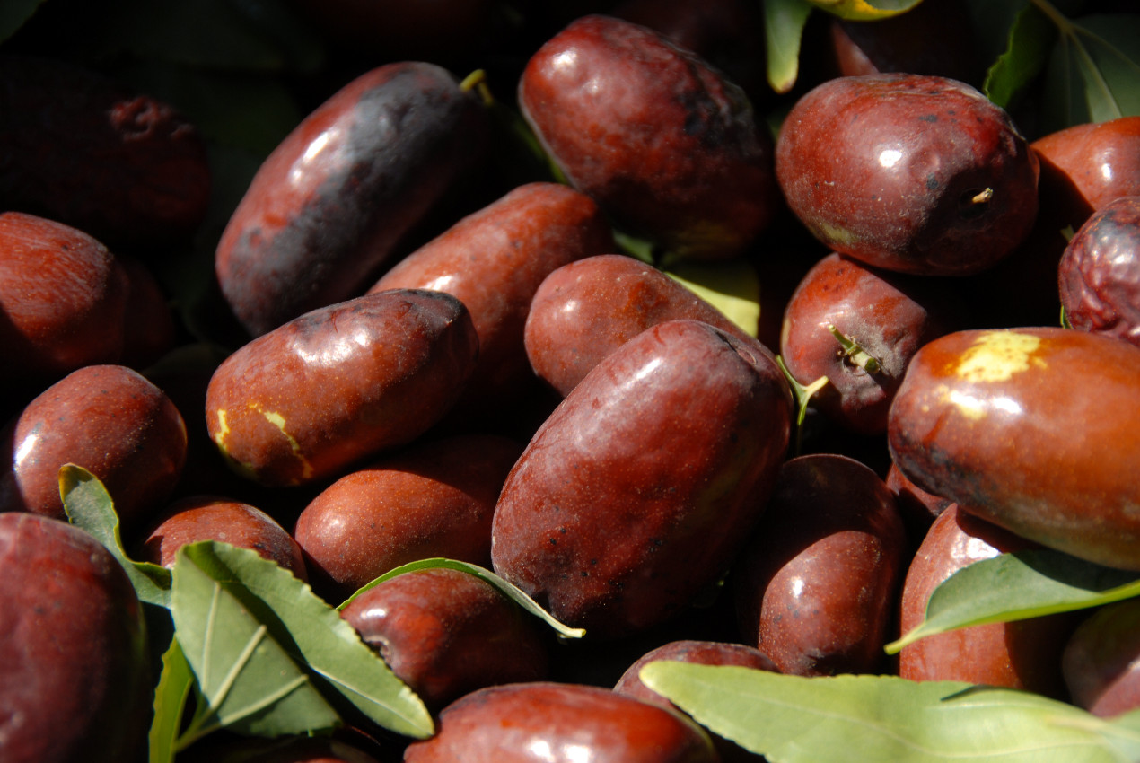 宁夏灵武家园优质长枣15