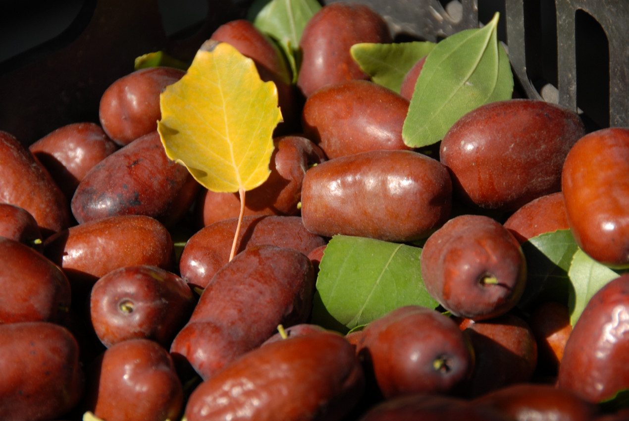 宁夏灵武家园优质长枣15