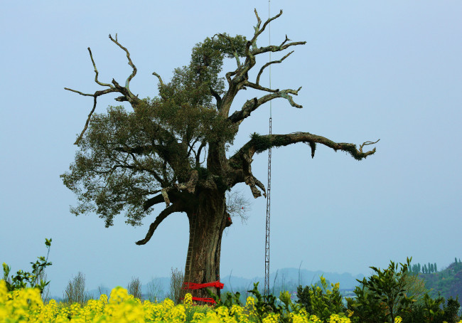 最美古树名木红军树湖南省张家界市王家坪的古香樟树