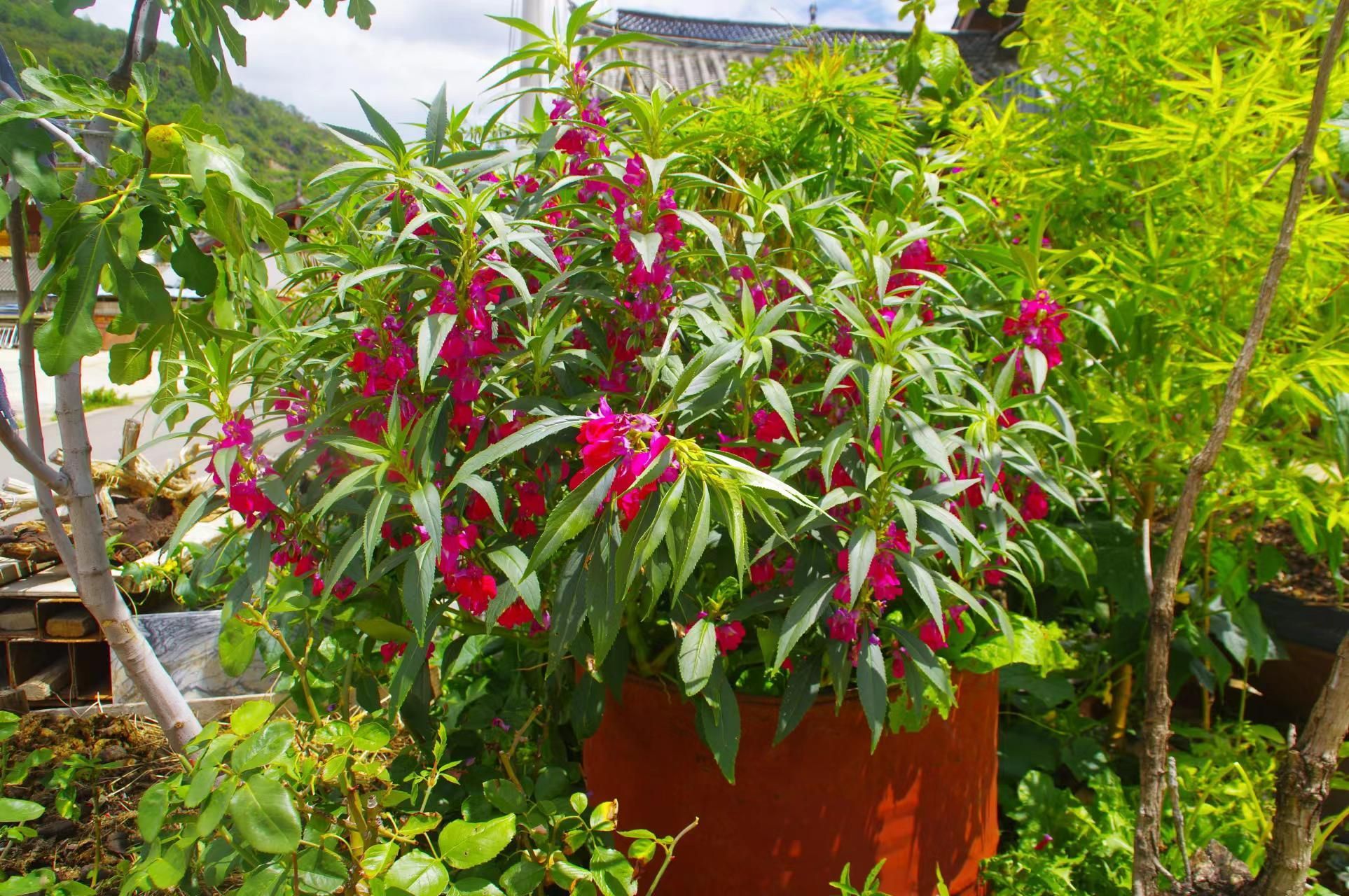 山野寻奇——指甲花