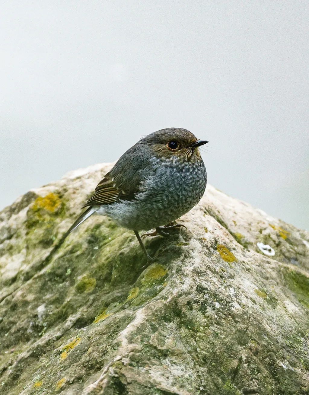 红尾水鸲有着圆鼓鼓的身子,雌雄羽色差异很大,只有雄鸟才拥有亮丽的"