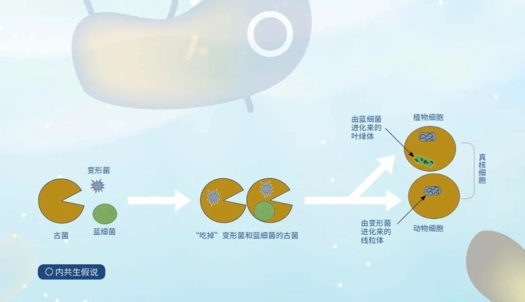 每日物种故事|海洋古菌：站在光外的英雄 - 关注森林