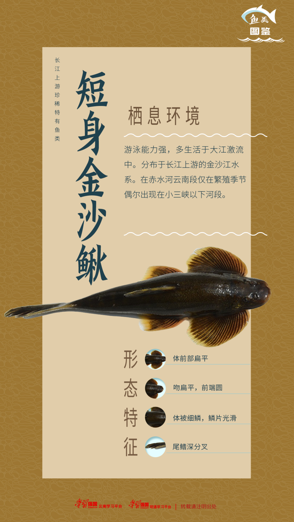 每日物种故事|短身金沙鳅:灵动矫捷的"游泳健将"