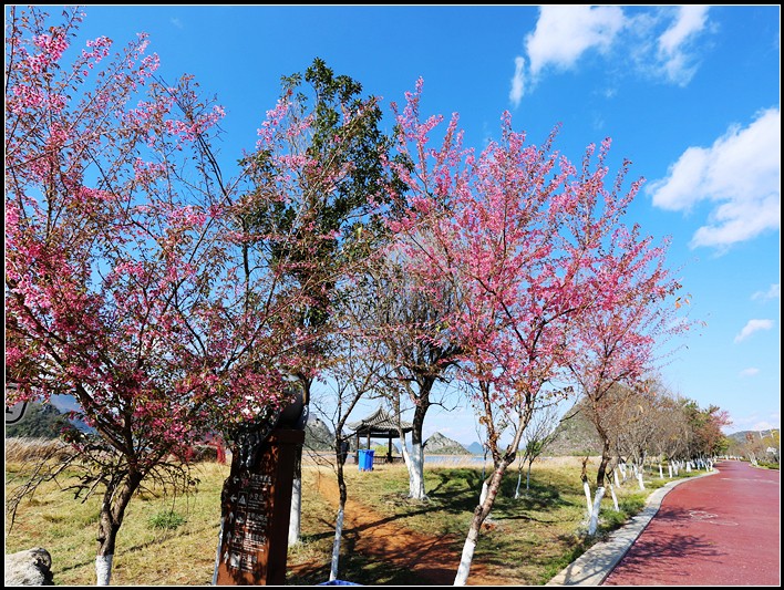 滨湖湿地公园樱花图片