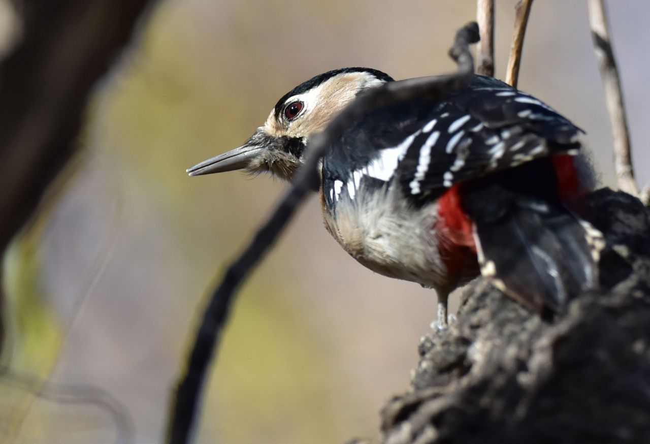 张掖黑河湿地国家级自然保护区大斑啄木鸟