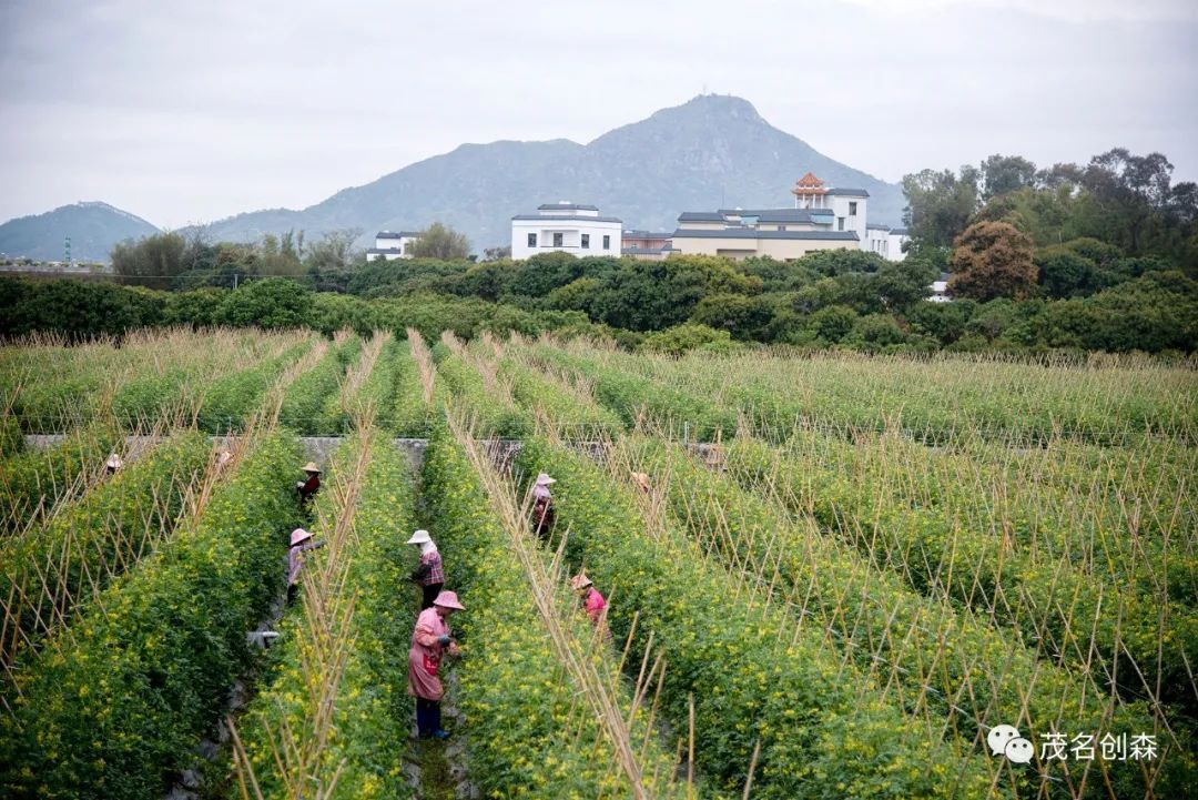 高州市分界镇储良村委会杏花村毗邻汕湛高速分界北出口,是储良龙眼