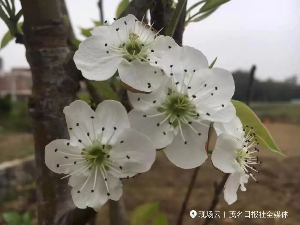 spring 沙梨花 在化州文楼拍的沙梨花,沙梨树为叶子展开洁白漂亮的沙