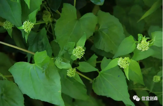 植物杀手薇甘菊图片