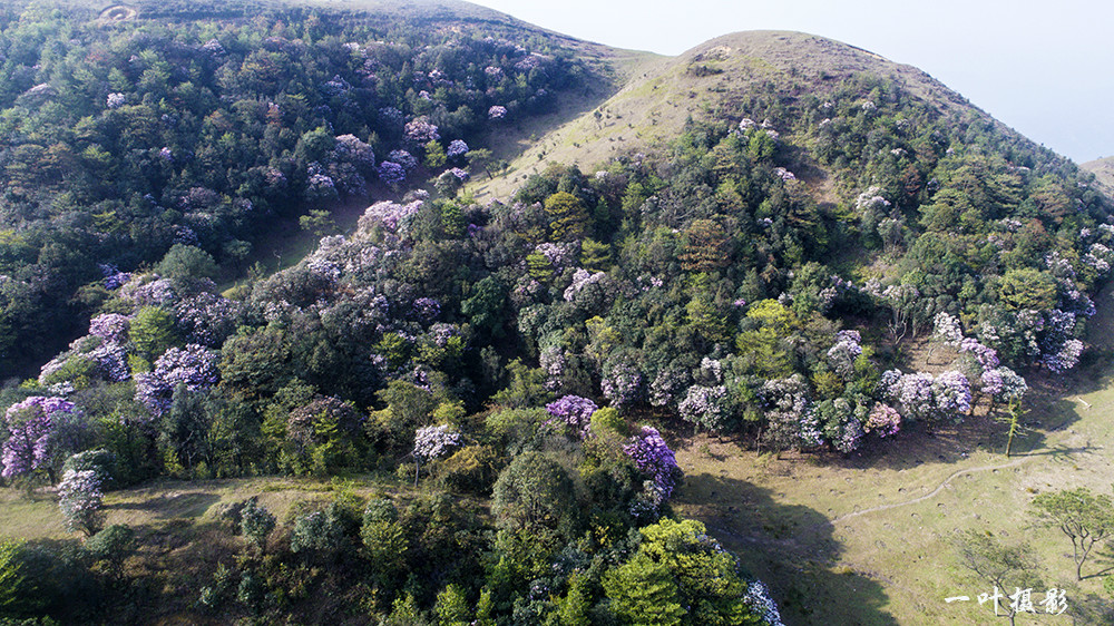 登上八排顶,眼前顿觉一亮,那漫山遍野的云锦杜鹃花像层层粉雪,浪漫而