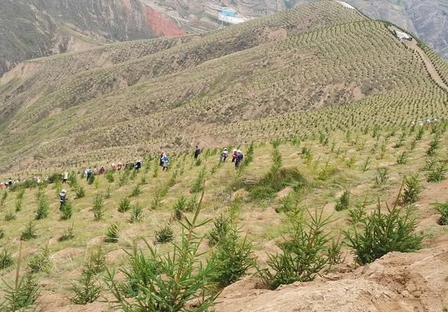 经济日报东乡荒山荒坡变成绿山川