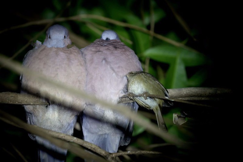 新餘發現斑鳩樹鶯夜晚和諧共棲