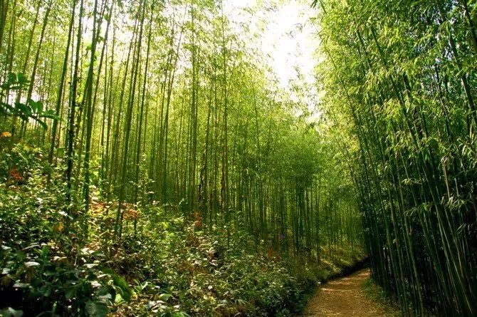 国有林场 | 石屏县龙朋国有林场 - 关注森林