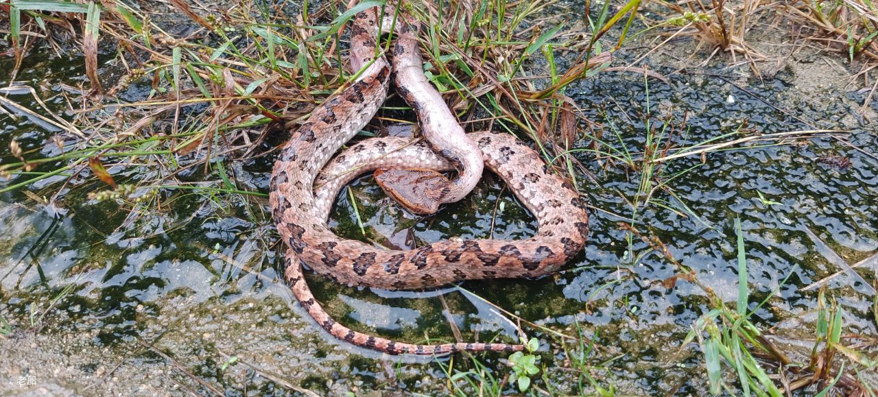 赣州常见的蛇及图片图片