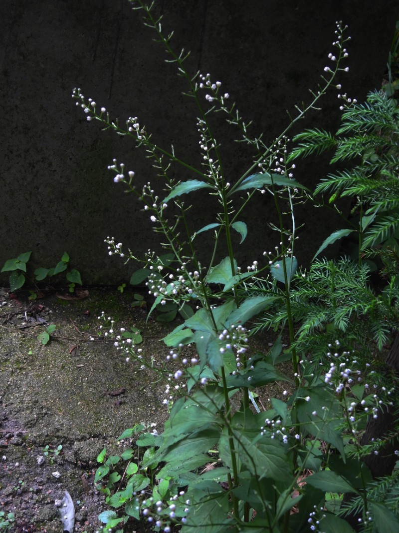 桐柏山野菜珍珠花图片