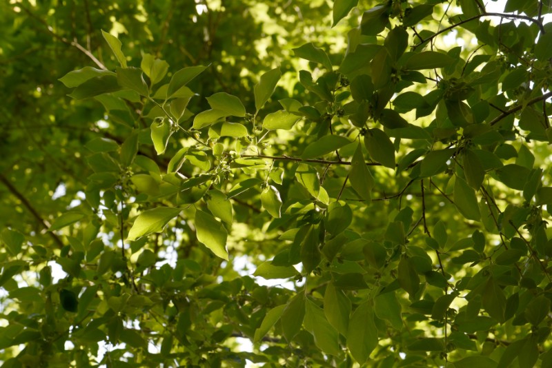 大别山植物23野柿diospyroskakivarsilvestris