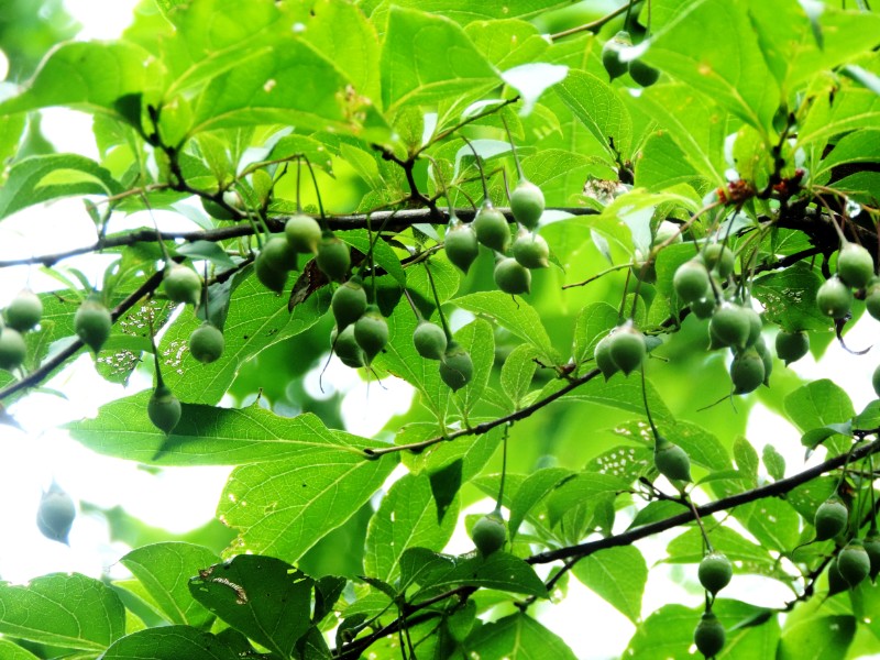 野茉莉图片和介绍图片