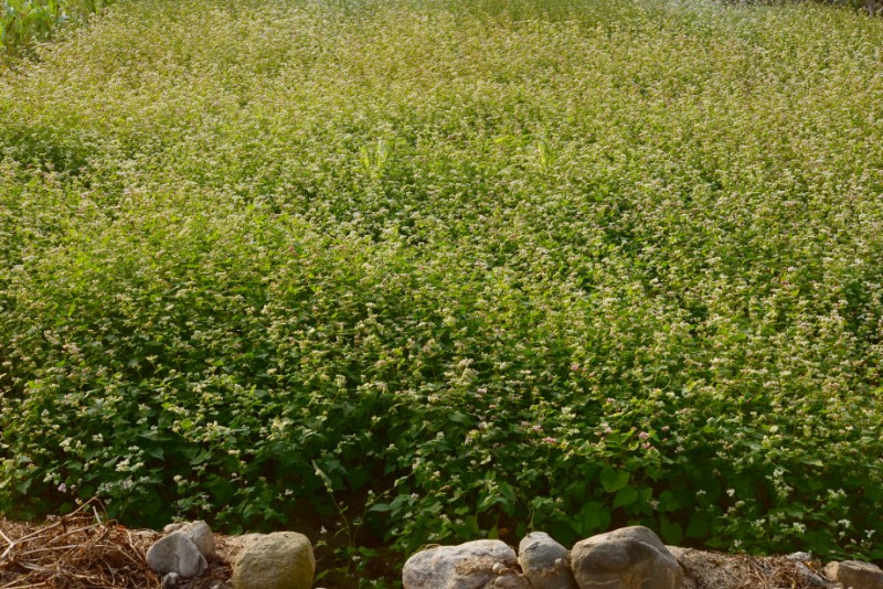 山野菜荞麦秧图片图片