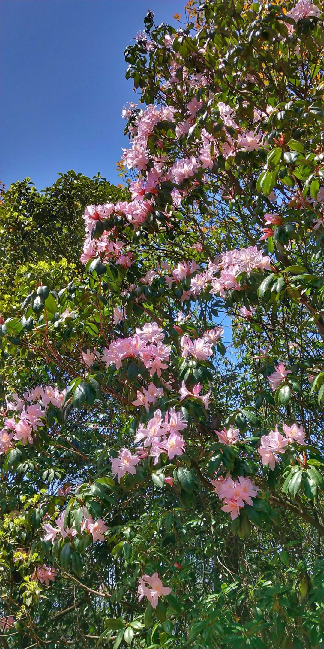 梅州丰顺县韩山生态旅游度假区杜鹃花竞相争艳盛装迎杜鹃花节