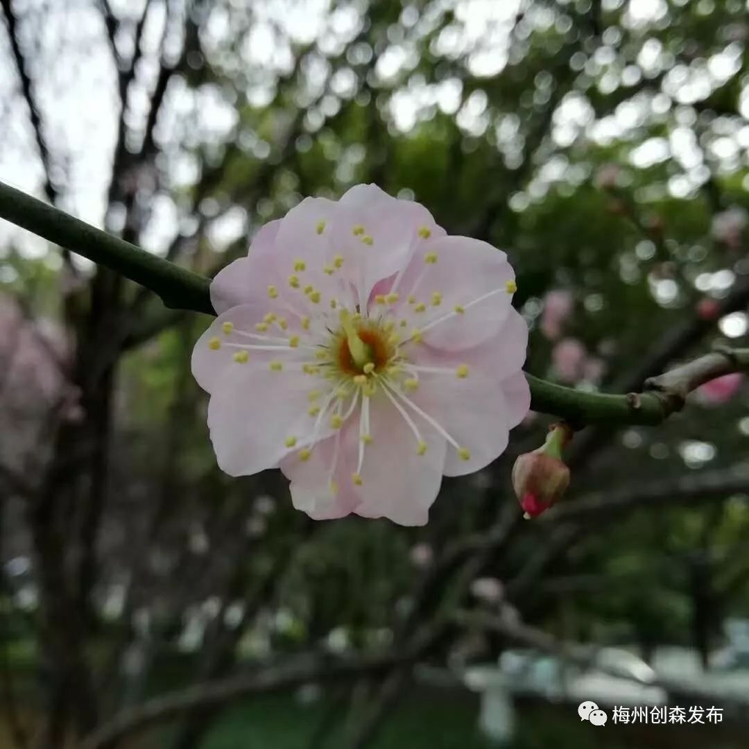 七,这里,工作与梅花在一起2015年,梅州市启动创建国家森林城市,进一步