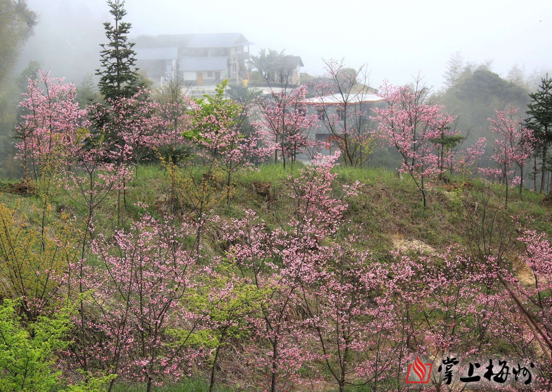 梅州白宫明山樱花图片