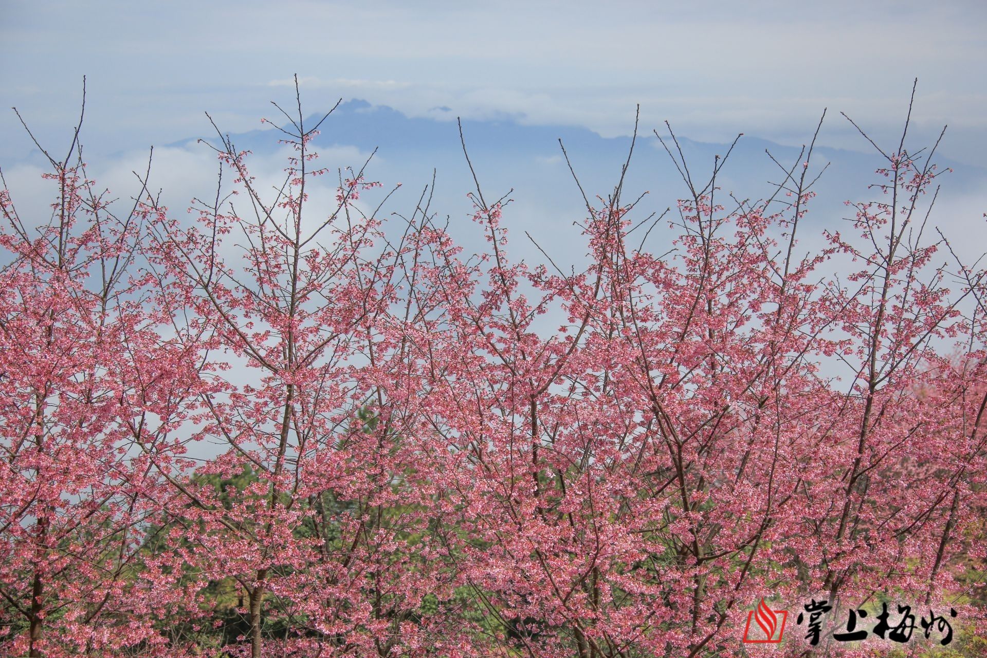 梅州白宫明山樱花图片