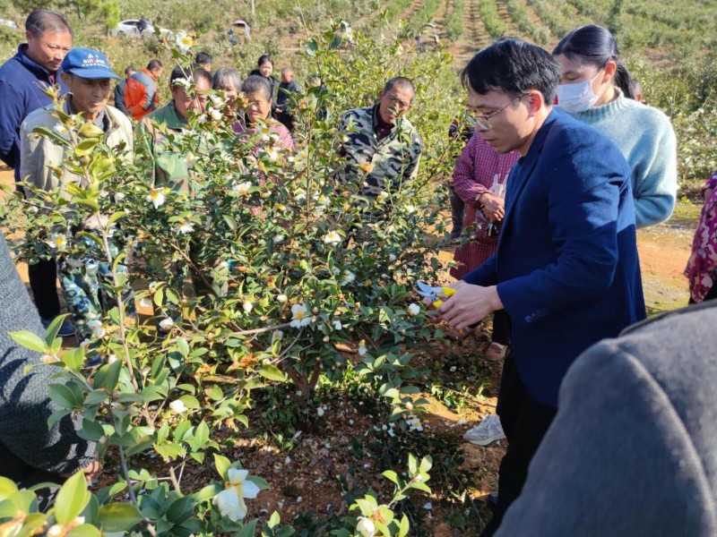 12月2日,豐城市林業局組織相關技術人員在該市麗村鎮茅頭村舉辦油茶