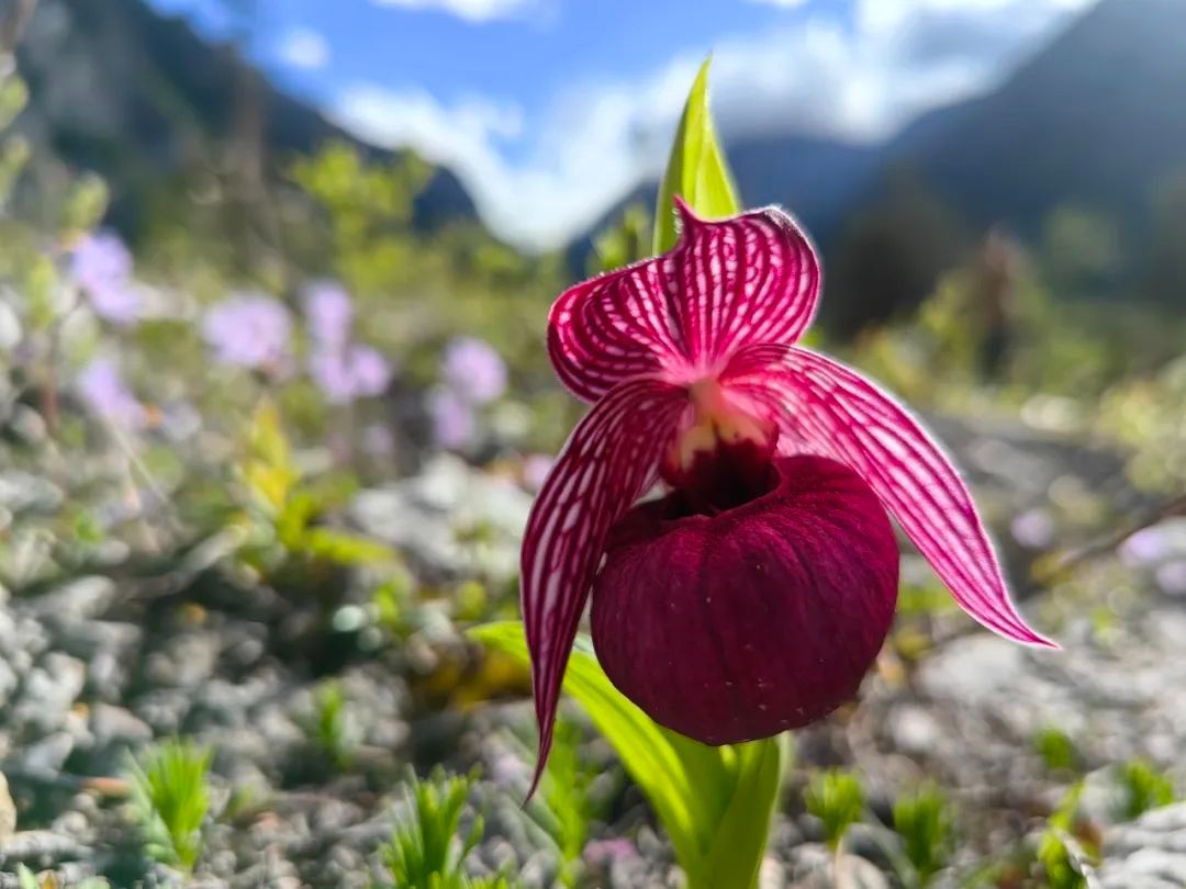 走进国家公园里的珍稀野生保护植物——女神之花:毛杓兰