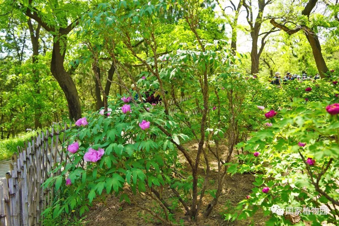 近期,國家植物園(北園)牡丹園內,300餘個品種5000餘株牡丹已經陸