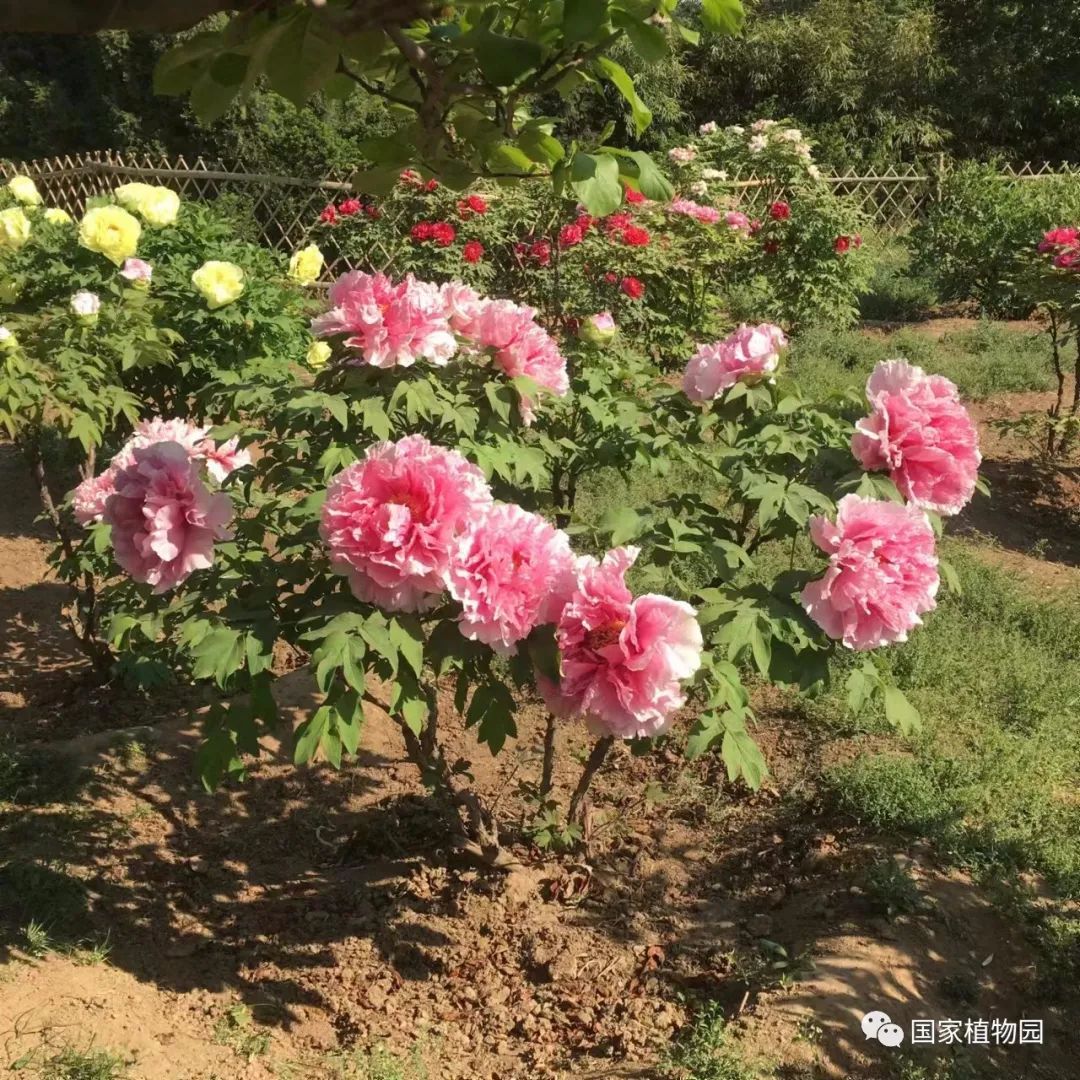 日本牡丹花红辉狮子图片