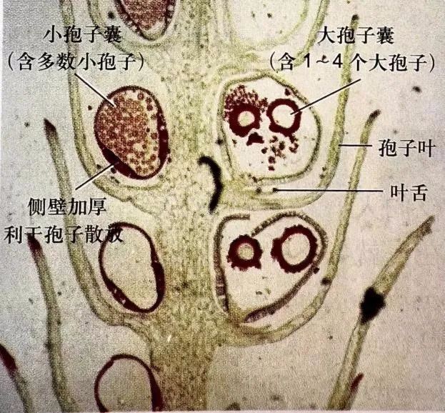 蕨类孢子叶横切图片