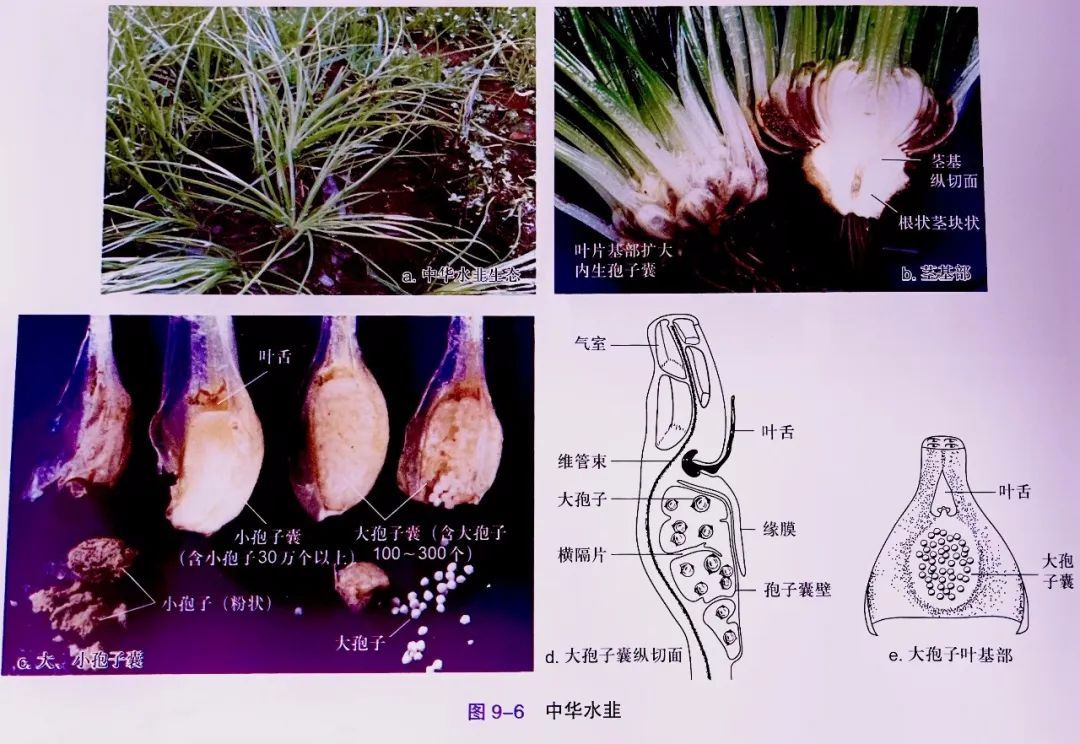 蕨类植物孢子囊示意图图片