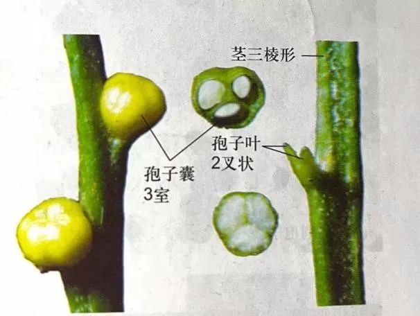 松叶蕨亚门的孢子囊大多生在枝端或叶腋内.