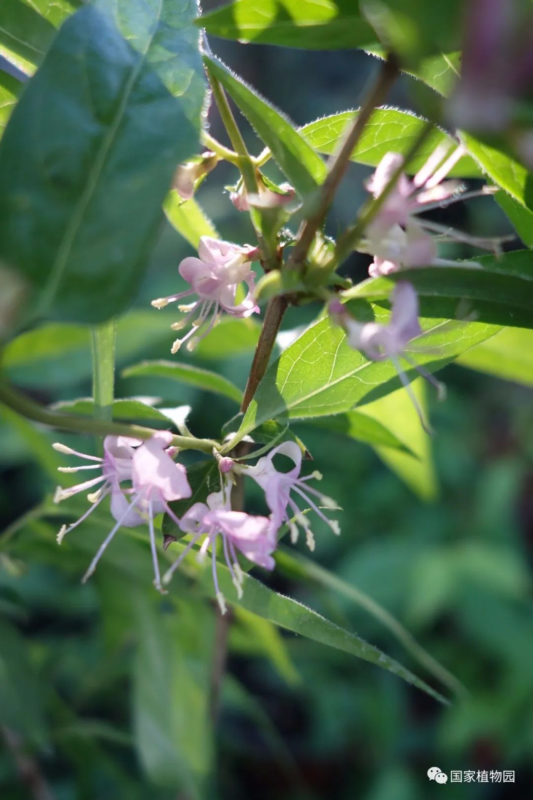 蕊被忍冬lonicera gynochlamydea(2018年播種)