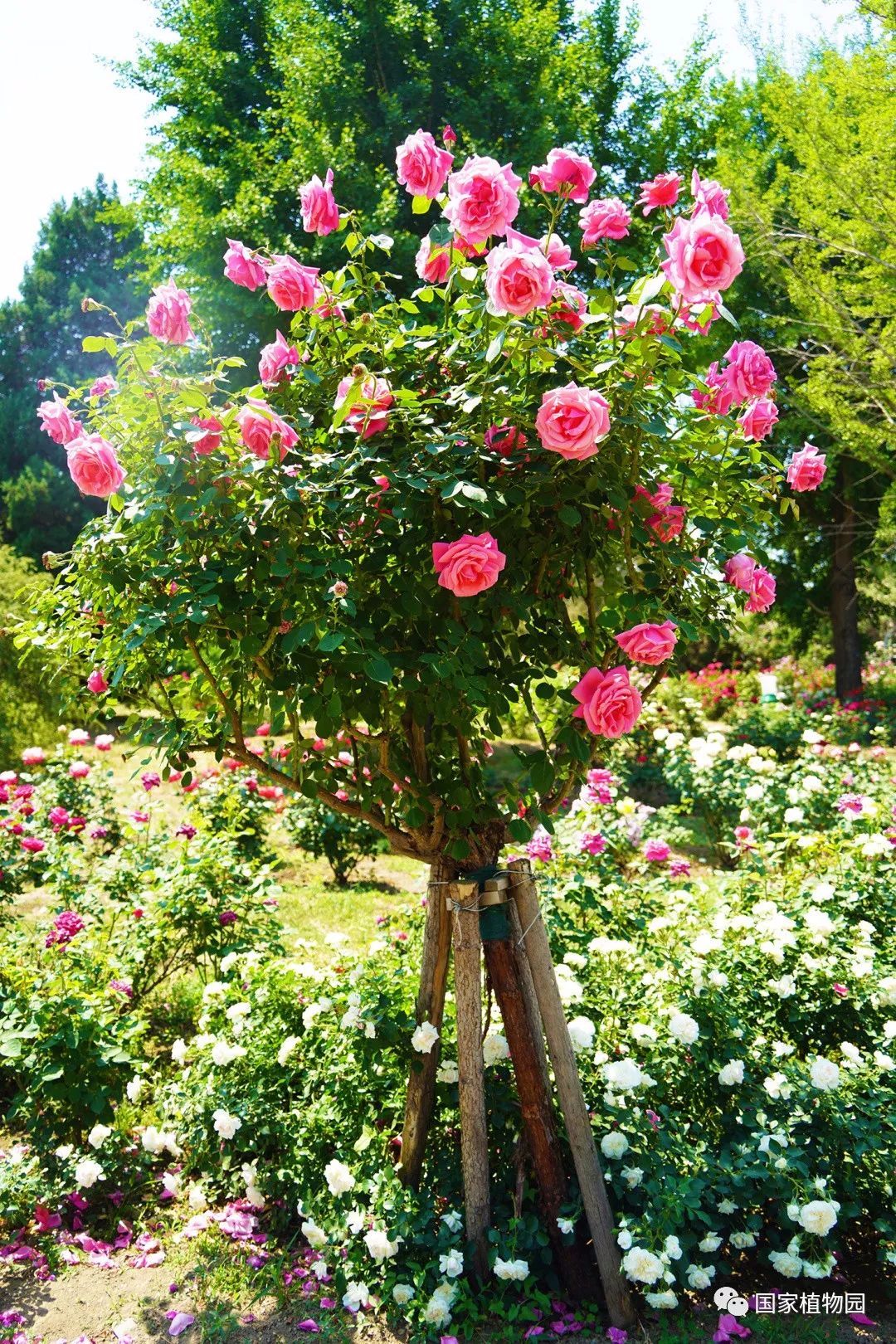 在园艺中感悟自然之美树状月季