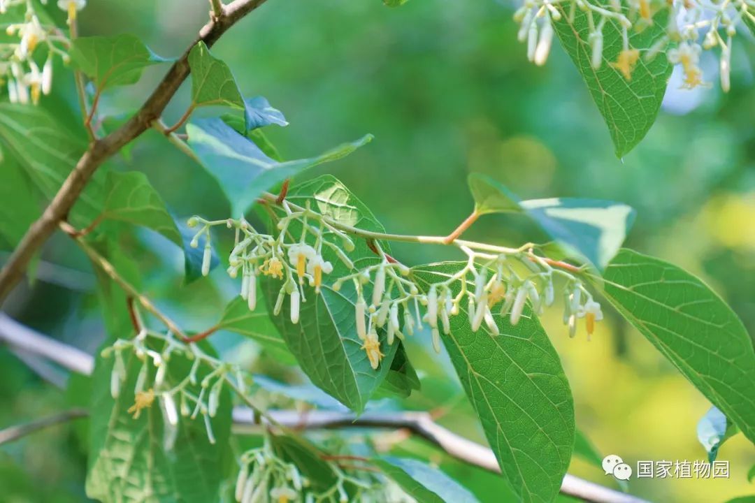 八角楓葉片優美,花形奇特且花期較長,栽植於建築物四周可做良好的綠化