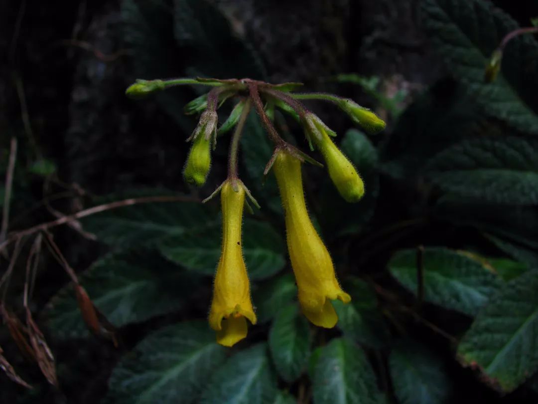 中国极小种群野生植物弥勒苣苔