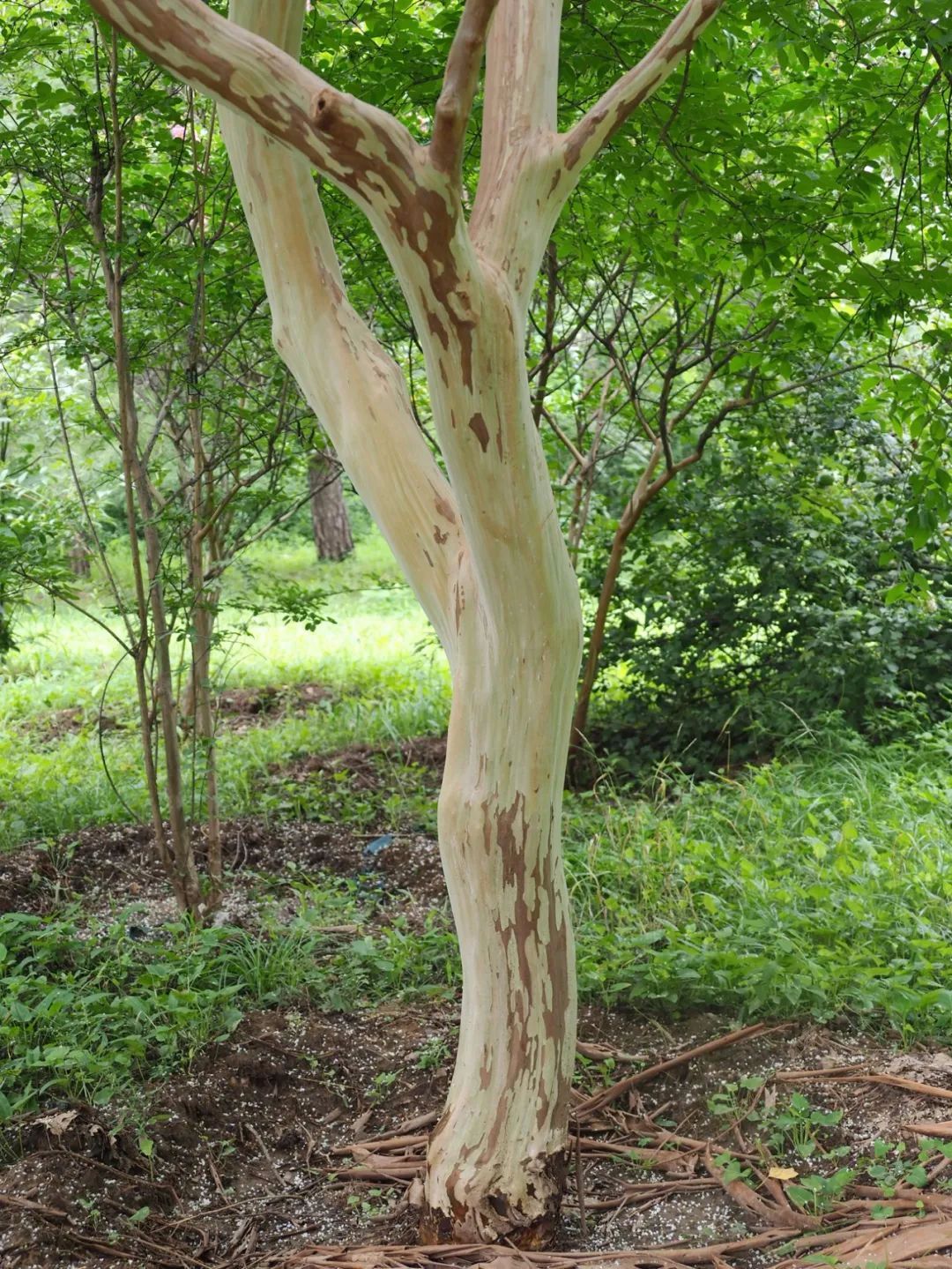 谁道花红无百日紫薇长放半年花芳兰葳蕤