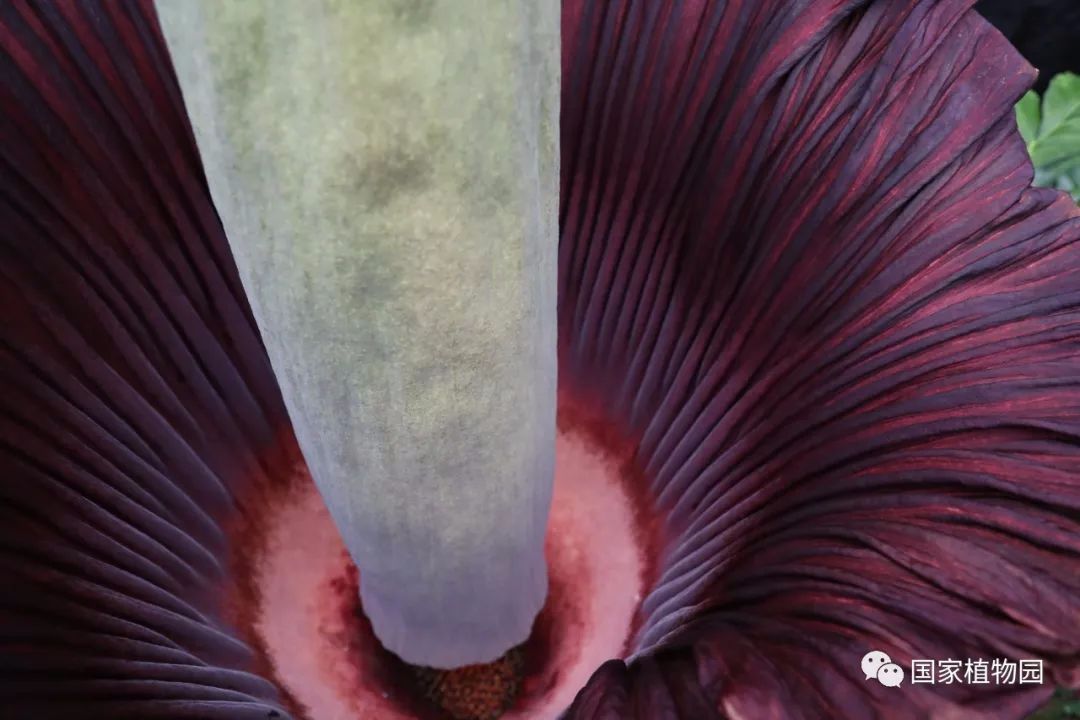 傳說中的食人花現身國家植物園國家植物園巨魔芋世界首次實現群體開花