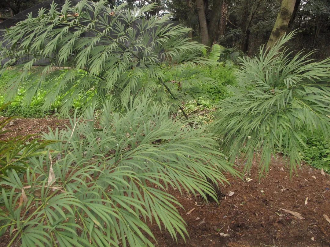 中国极小种群野生植物德保苏铁