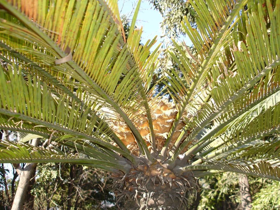 中国极小种群野生植物灰干苏铁