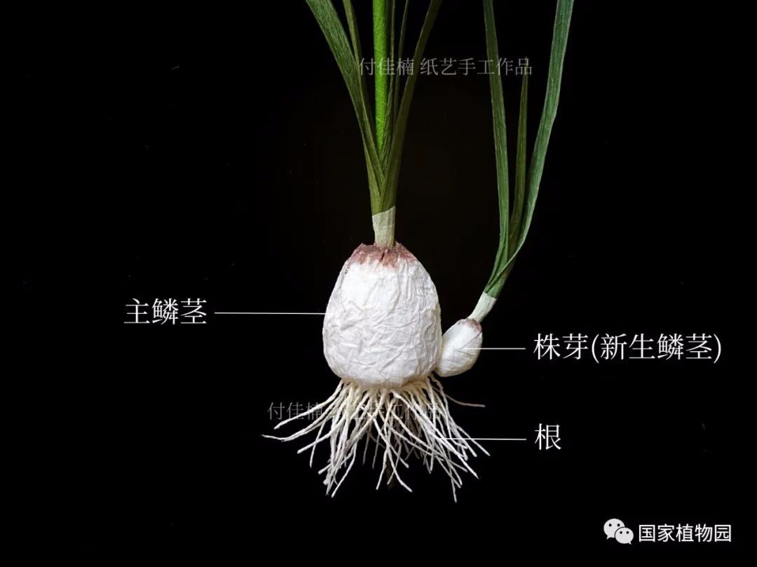 水仙花的结构图解图片