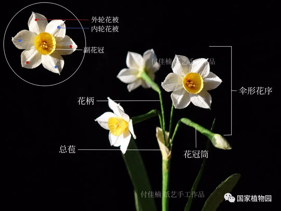水仙花结构图及名称图片
