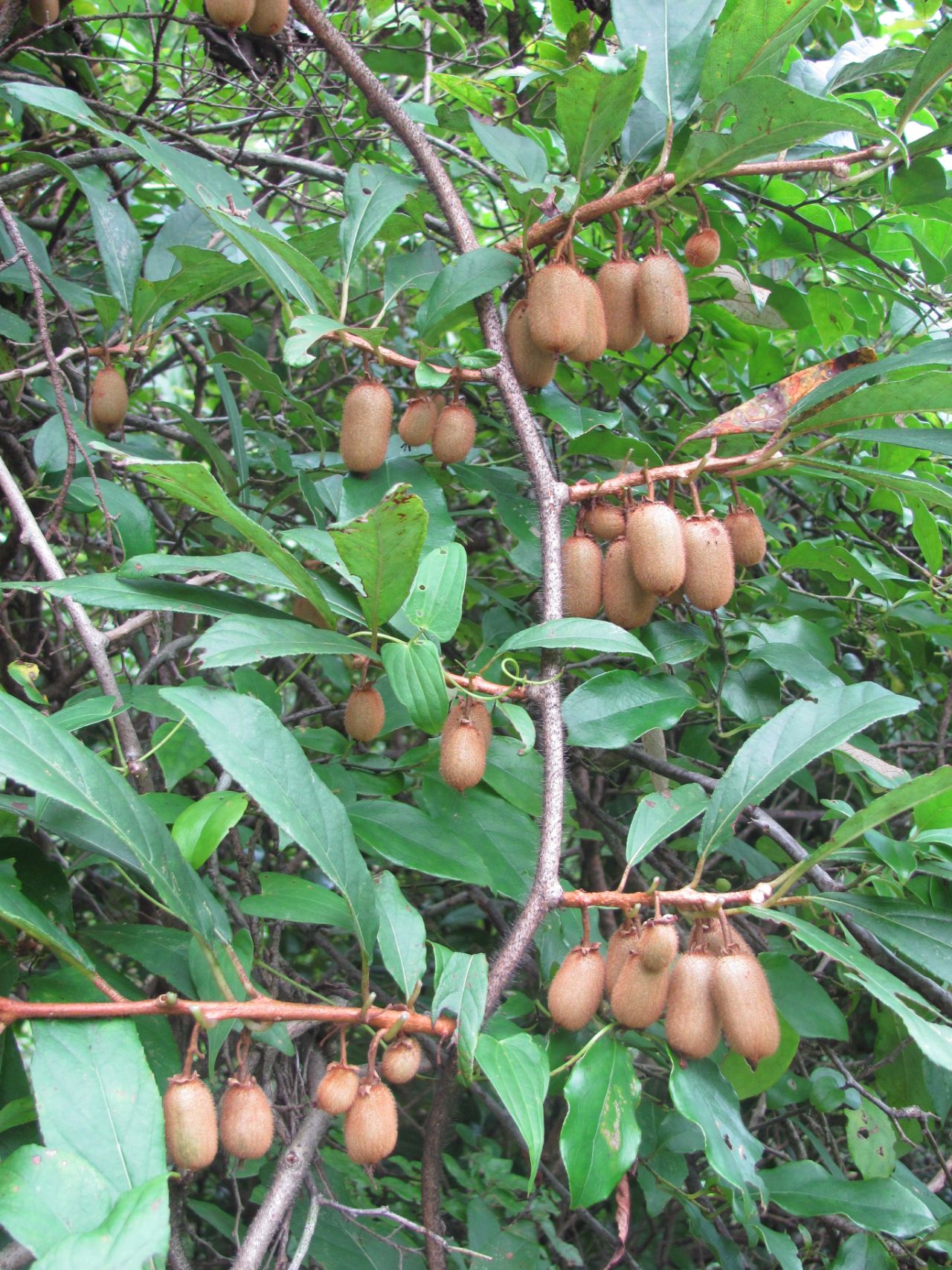 江西铜钹山国家级自然保护区长叶弥猴桃