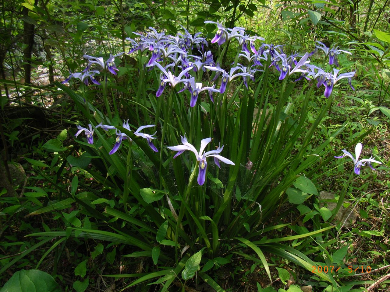 江西铜钹山国家级自然保护区管理局小花鸢尾