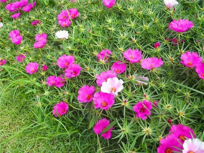 遊覽國家植物園22認識植物半枝蓮