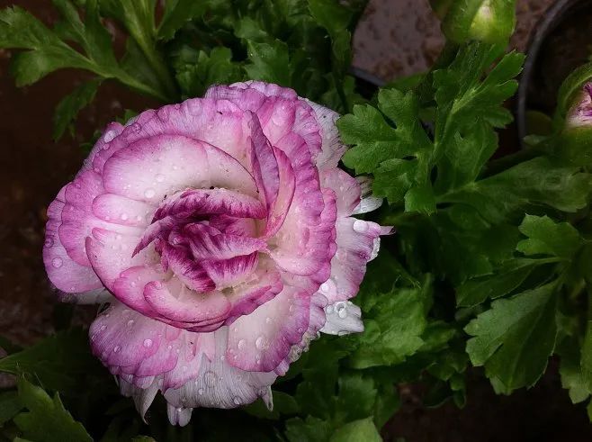 游览国家植物园94认识植物花毛茛