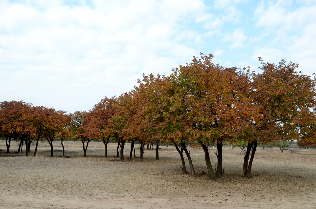 向海保护区蒙古黄榆五