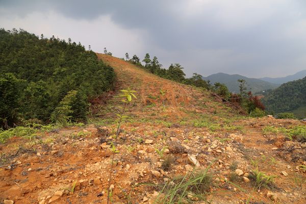 安远县大力推进生物防火林带建设