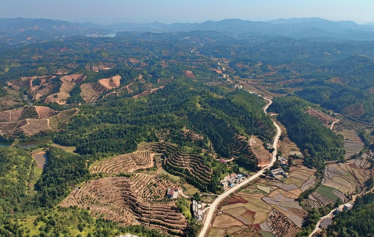 江西省赣州市会昌县不少乡镇脐橙漫山遍野