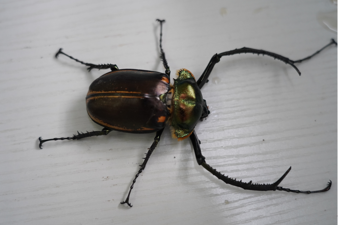 阳彩臂金龟现身江西定南